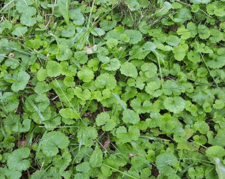 This is an example of a weed in the lawn