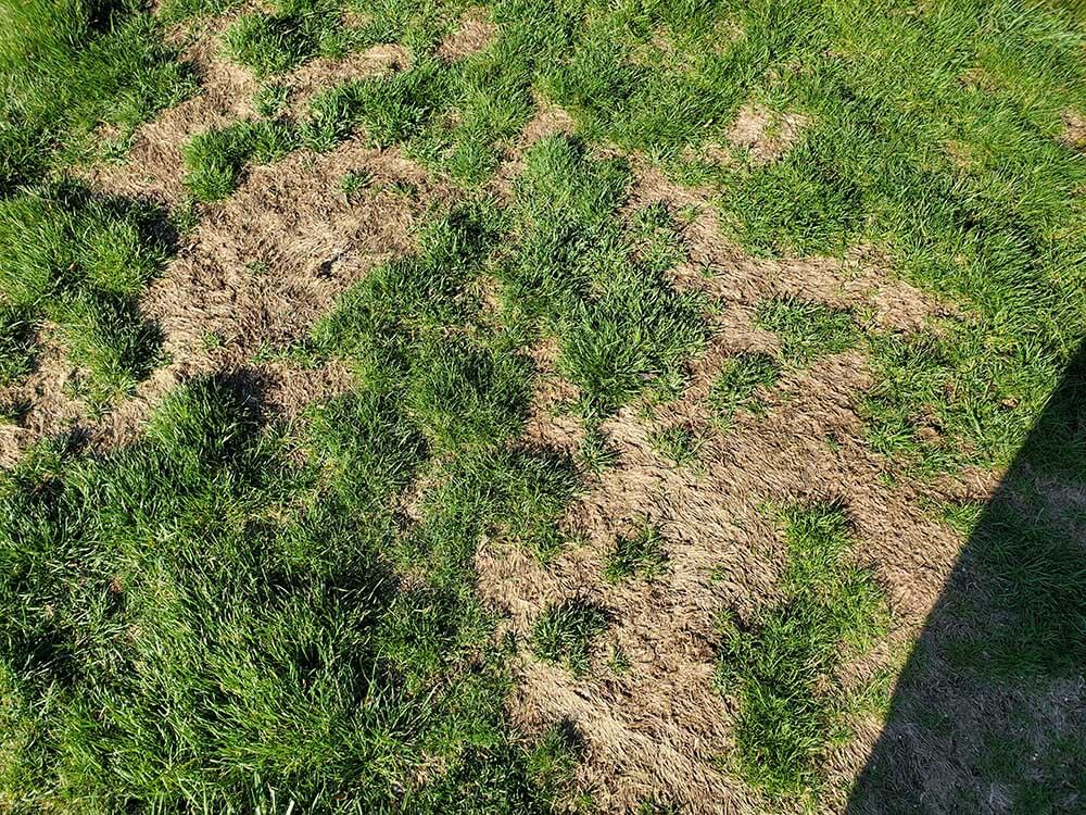 This is an example of grub damage in your lawn